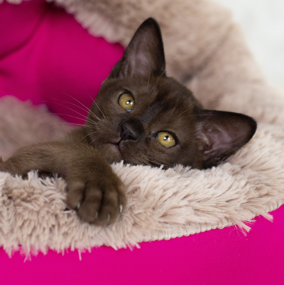 Бурманский котенок из питомника в Санкт-Петербурге! Котенок проды европейская бурма в окрасе соболь позирует на фотосессии!