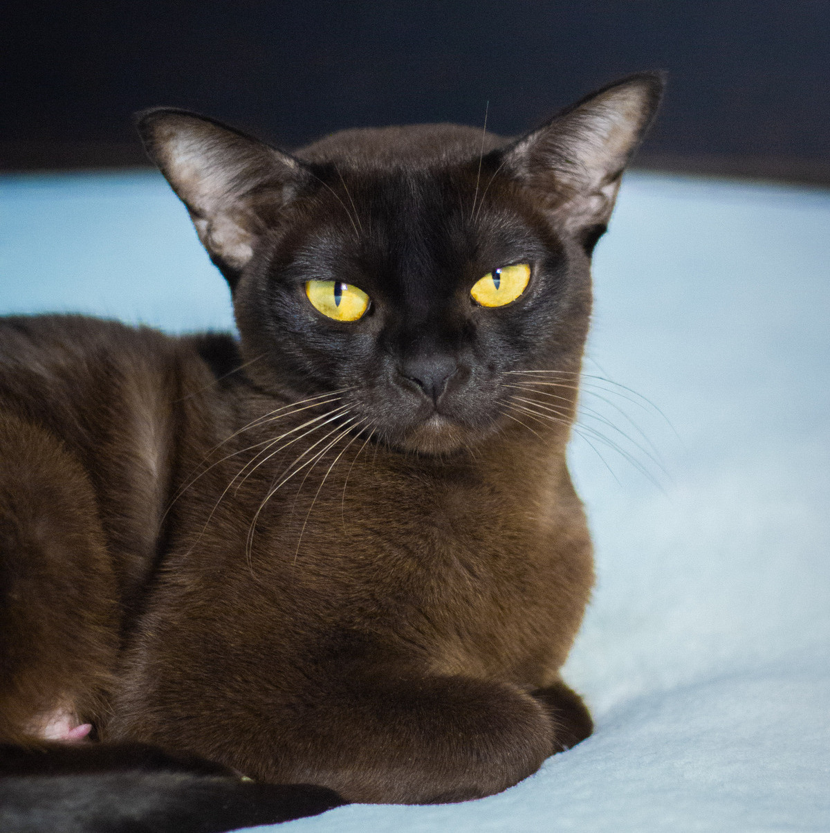 burmanskie_kotiata_moskva