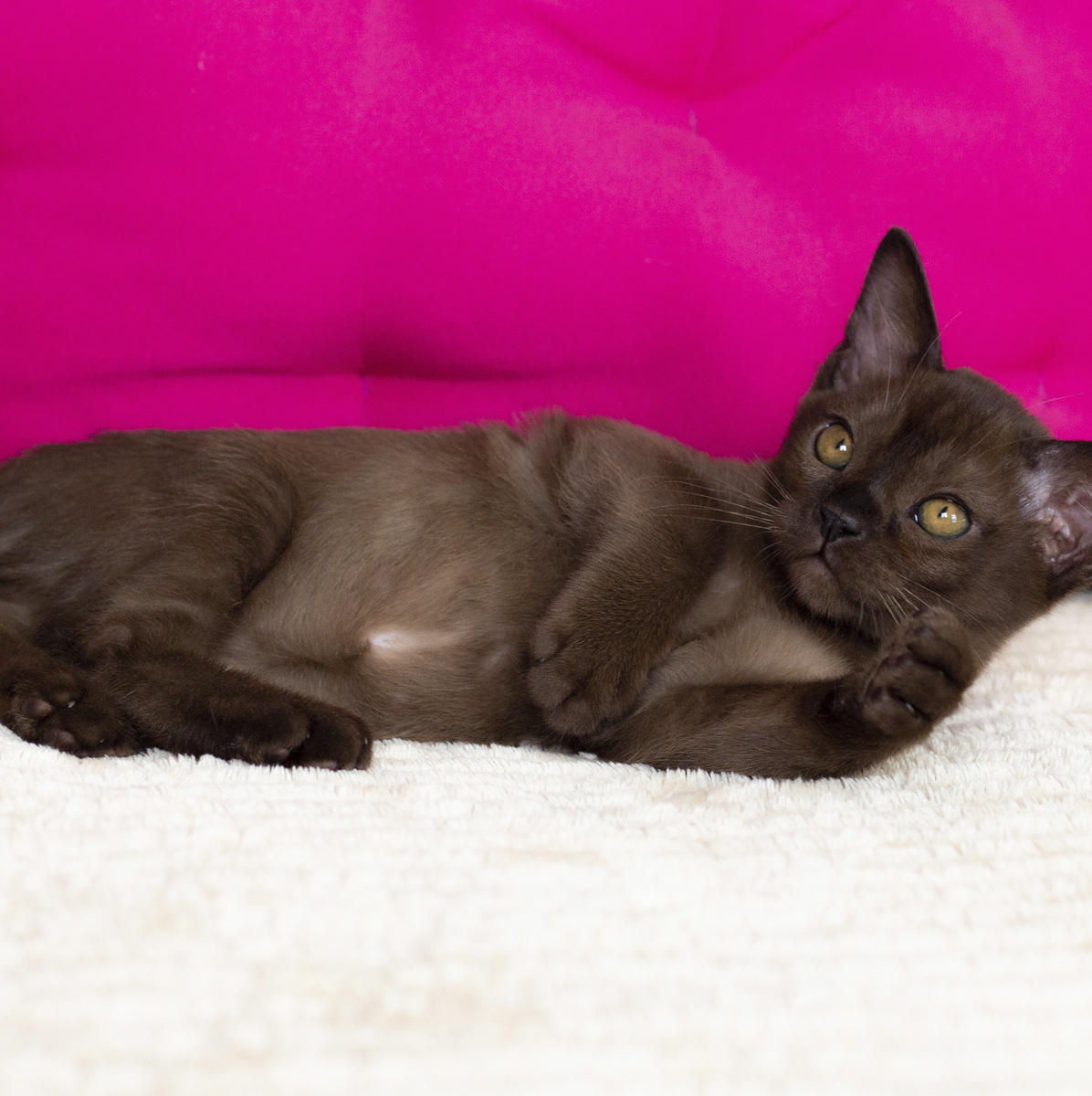 Котенок соболь, порода европейская бурма, готов к переезду из питомника в С-Пб! Котик породы европейская бурма лежит на удобном диванчике и весело фотографируется!