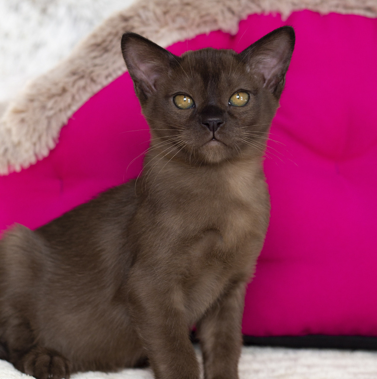 Котенок в окрасе соболь готов к переезду в начале апреля из питомника бурманских кошек и котят в Санкт-Петербурге! Соболиный бурманский котик любит играть и обниматься, проявляя свой бурманский характер!