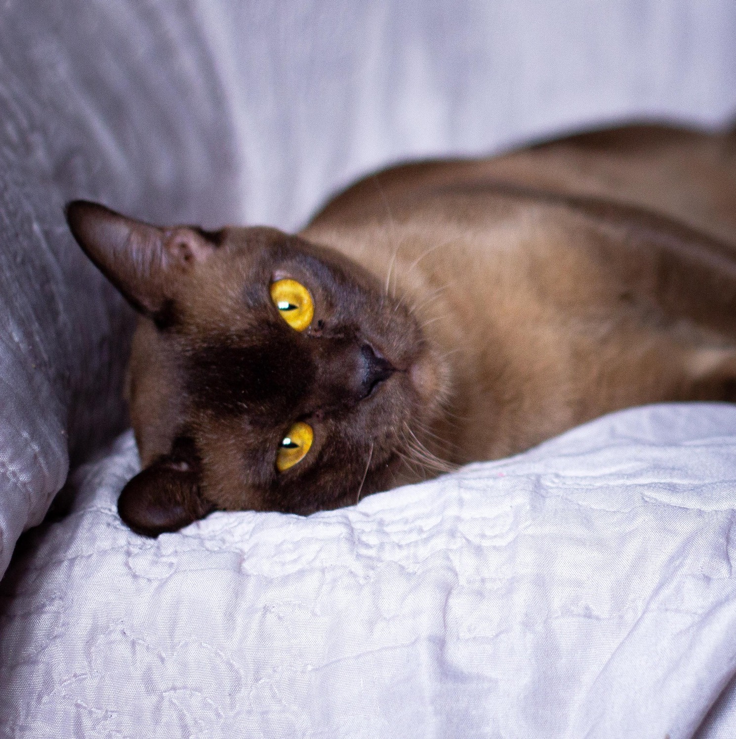 бурманский кот породы европейская бурма