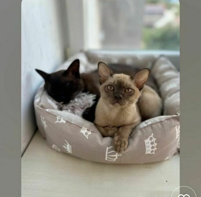 котята европейской бурмы питомник