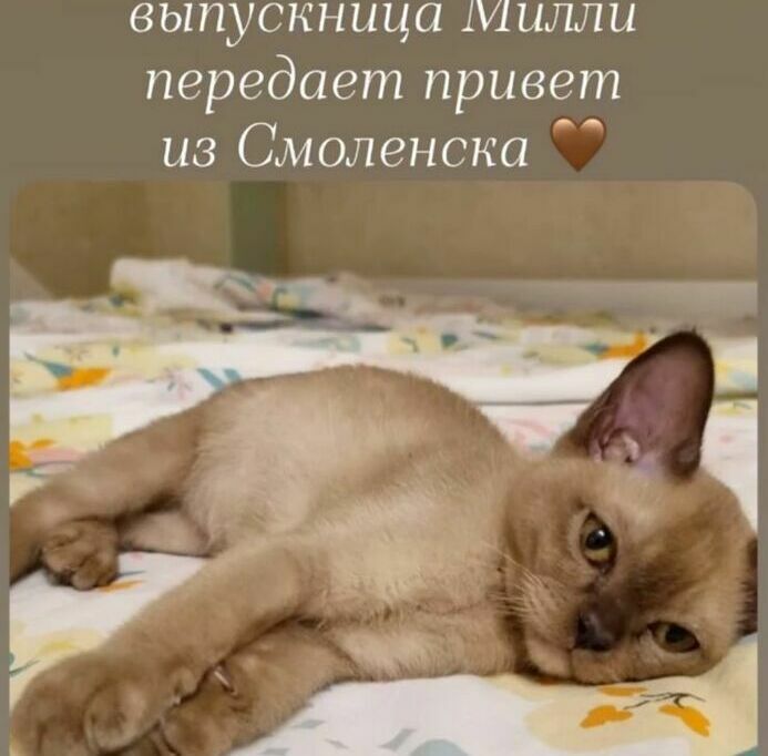 котёнок бурманский шоколадный из питомника бурхаус