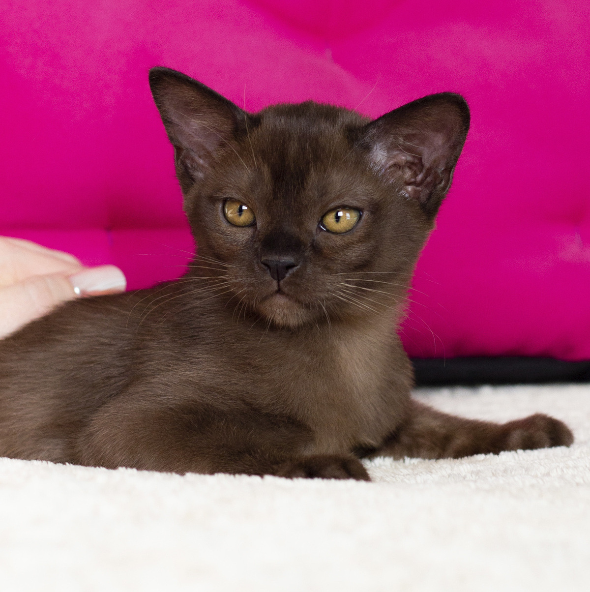 Бурманский Котенок с янтарными Глазами из питомника в Санкт-Петербурге позирует на фото! Офигенный бурманский котенок с ЛУЧШИМИ ярко желтыми глазами!