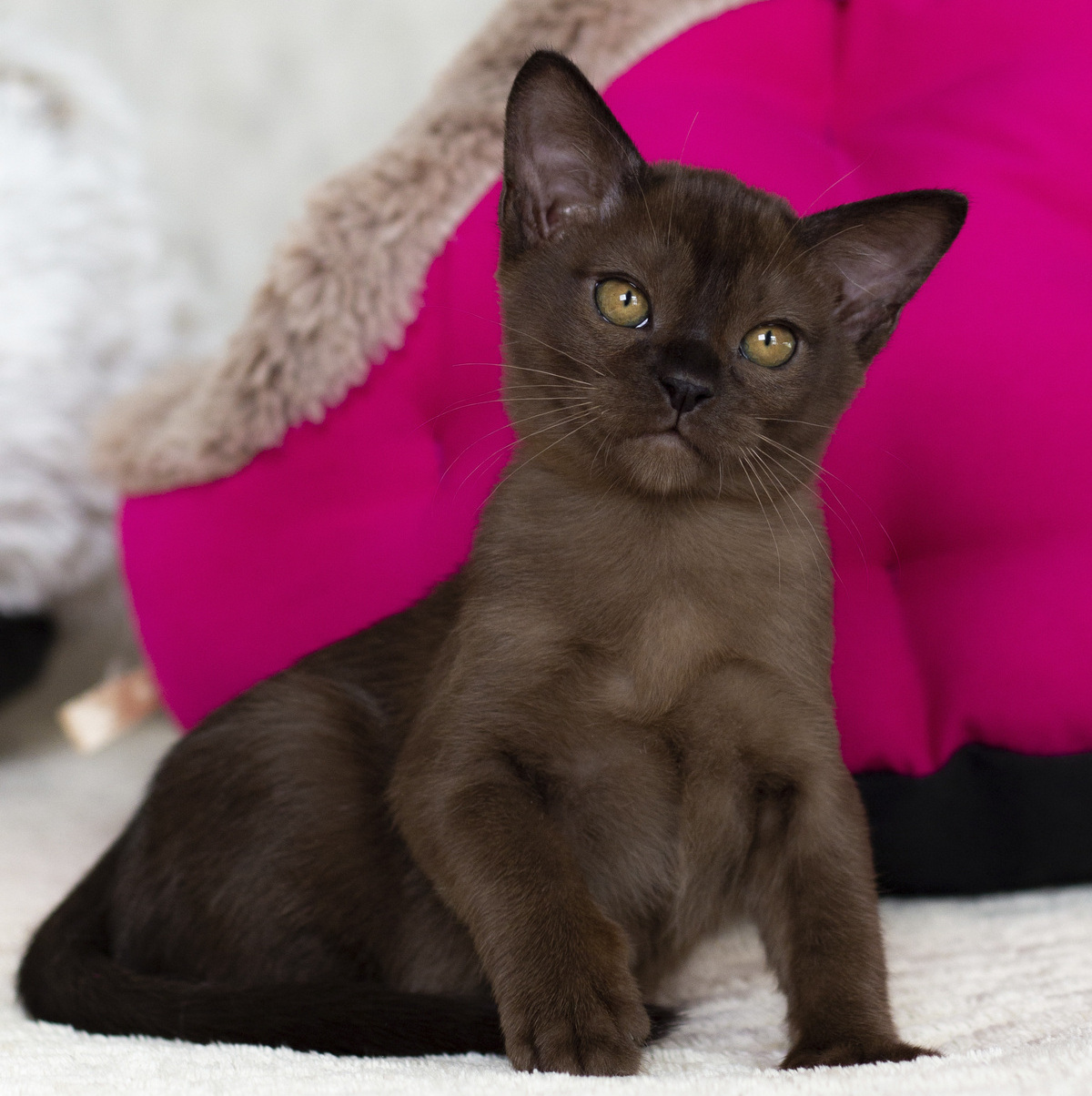 Котенок из Санкт-Петербурга породы европейская бурма в питомнике бурм! Котенок соболиного окраса с янтарными глазами сидит на фотосессии!