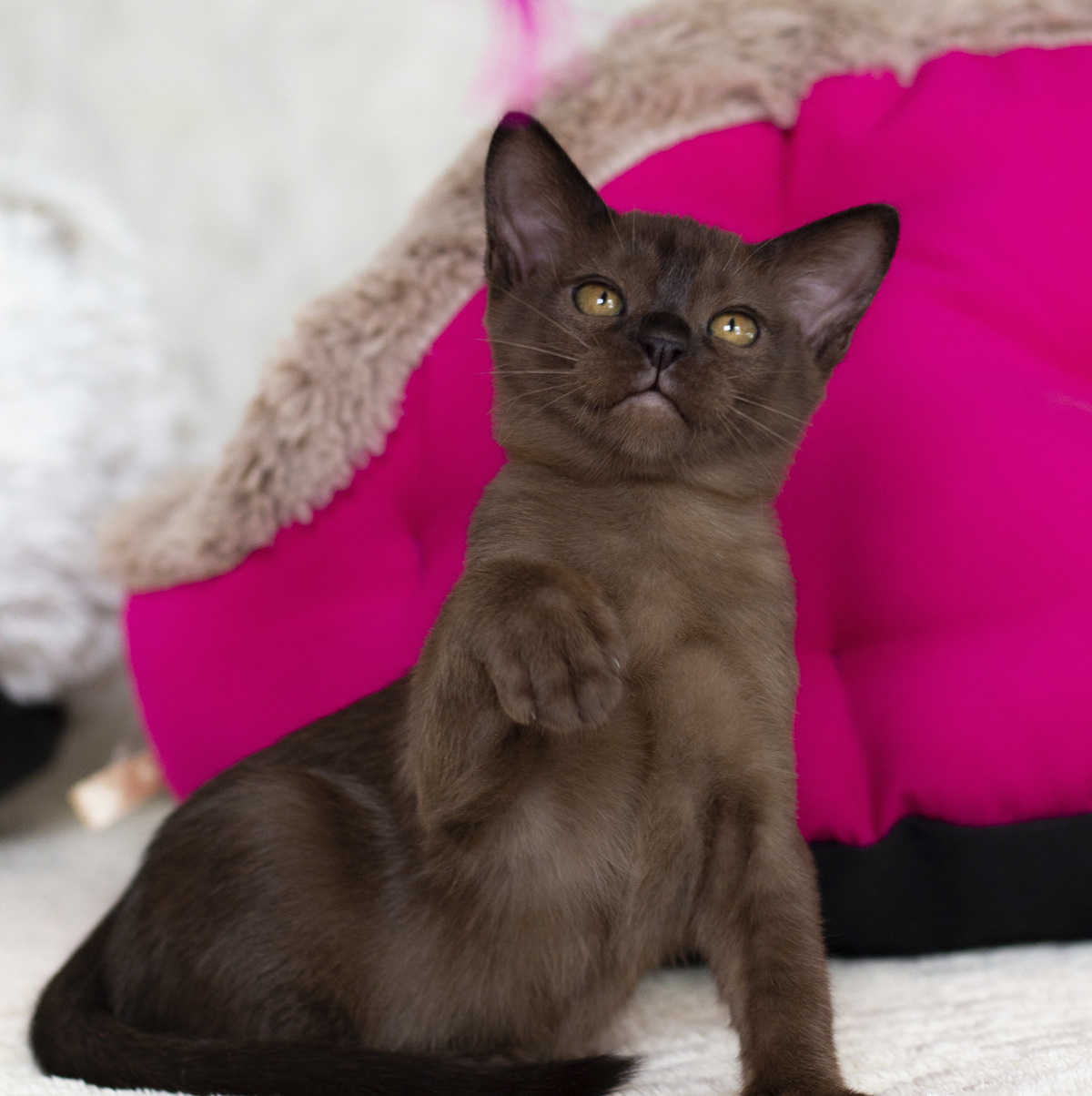 Бурманский котенок с желтыми глазами сидит и ждет своих котородителей в питомнике в С-Пб! Котенок Породы Европейская Бурма с янтарными бурманскими глазами сидит и смотрит налево!