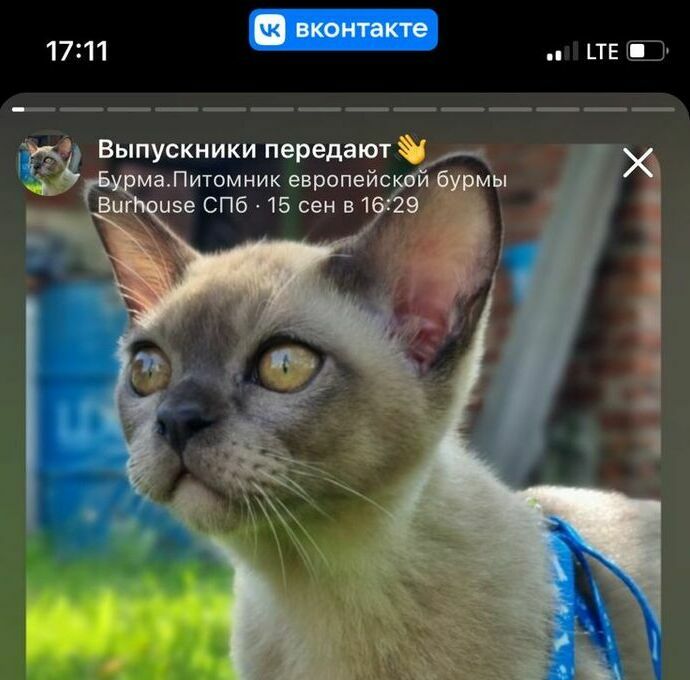 европейская бурма шоколадного окраса