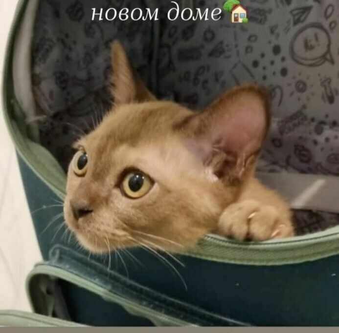 шоколадные котята бурманские