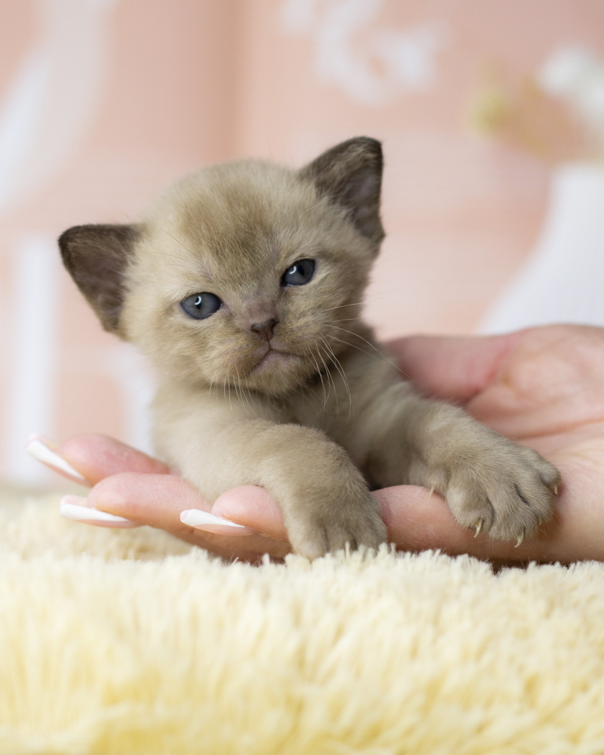 Прекрасная бурманская кошечка сидит и смотрит из своей кроватки, показывая какой у неё замечательный бурманский характер и шоколадный окрас.