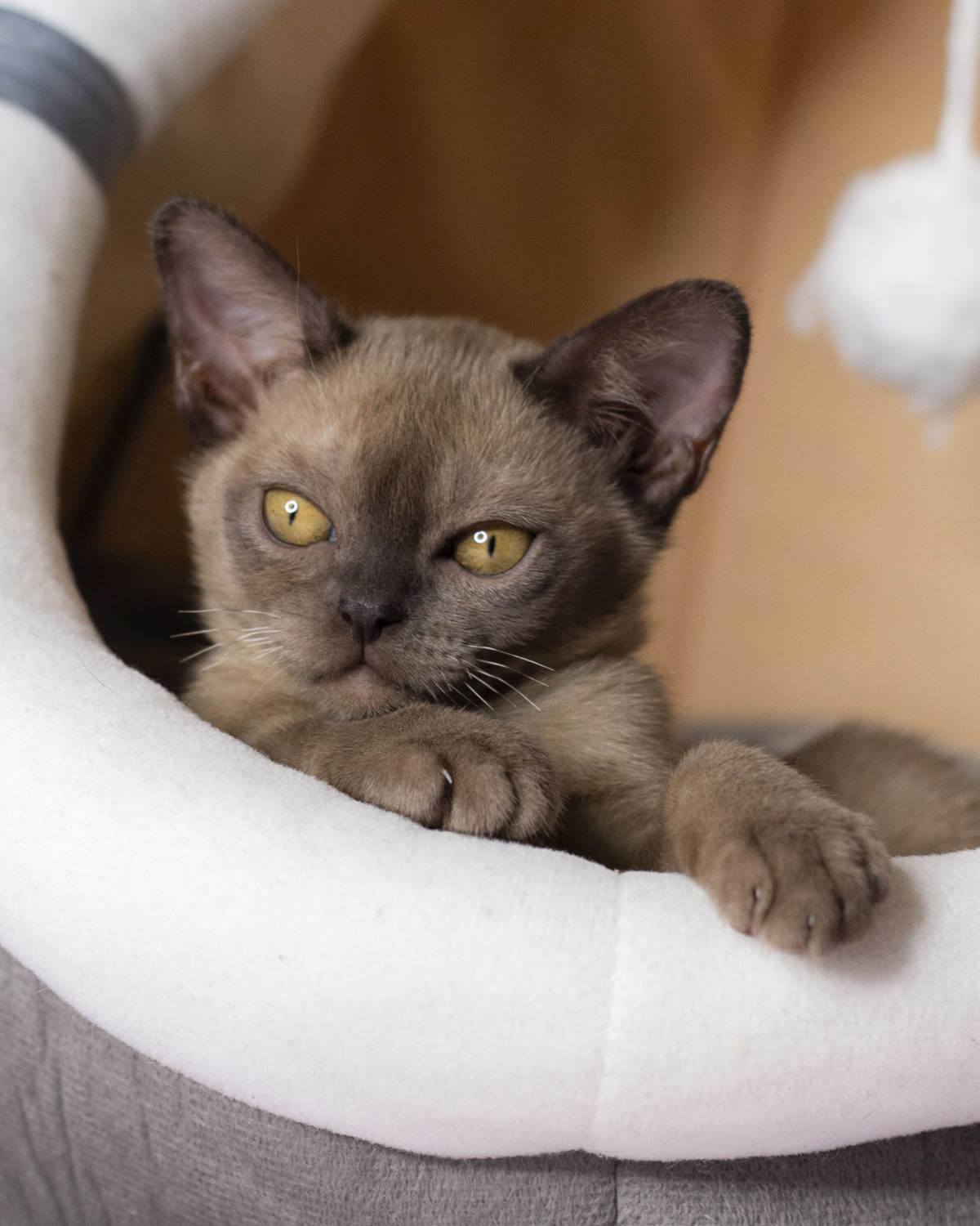 Котенок европейская бурма сидит в лежанке и смотрит нежно. Шоколадный окрас европейской бурмы и показывает бурманский характер.