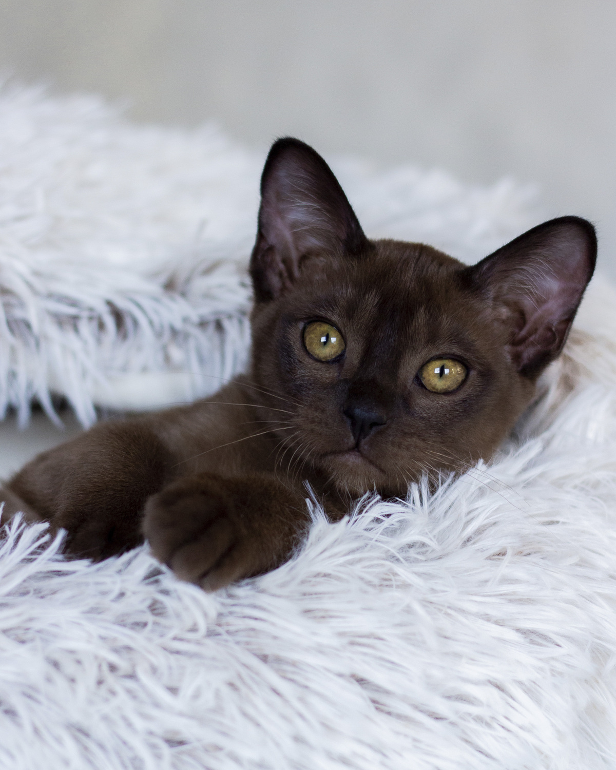 Прекрасная бурманская кошечка сидит и смотрит из своей кроватки, показывая какой у неё замечательный бурманский характер и шоколадный окрас.