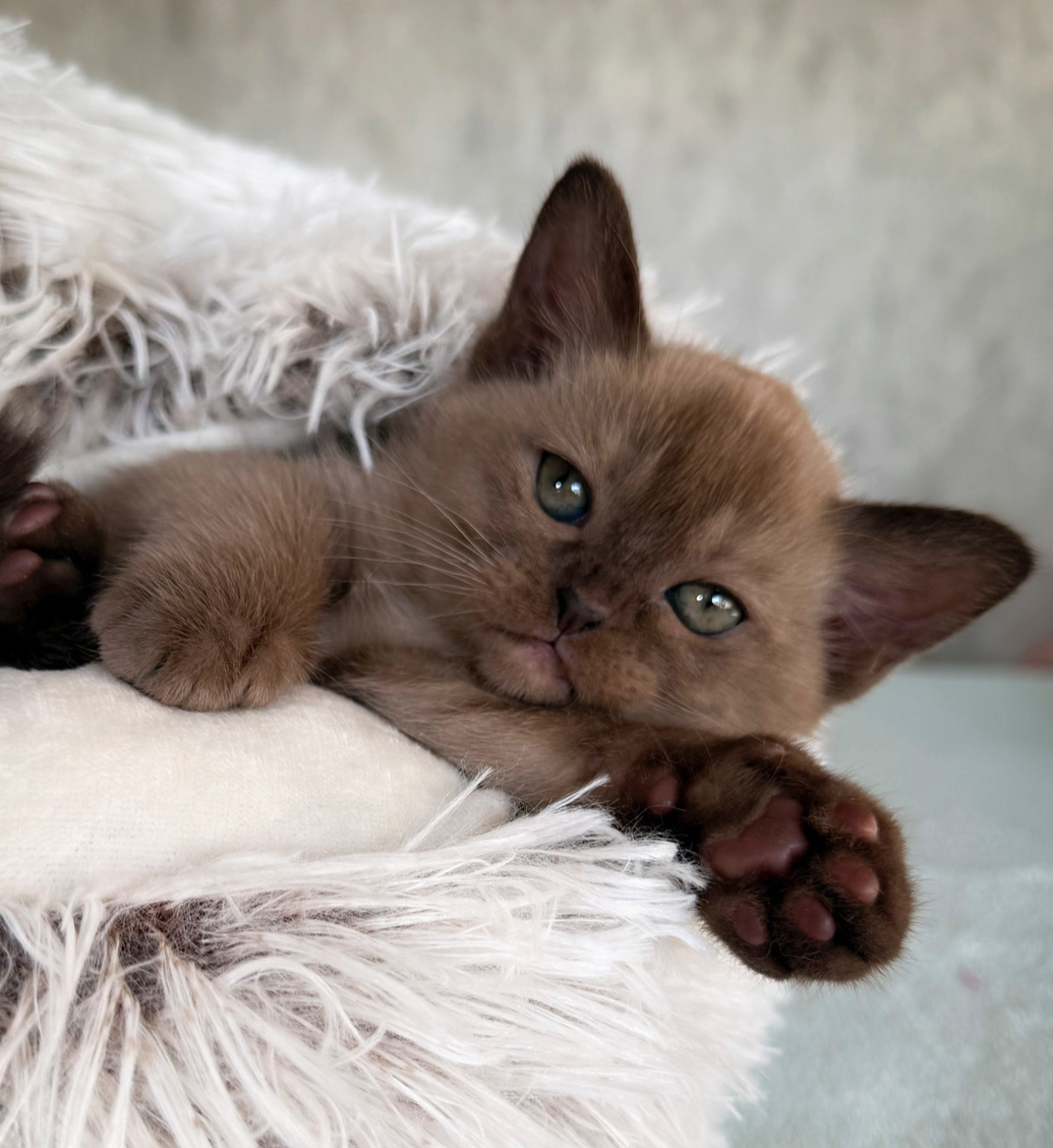 Прекрасная бурманская кошечка сидит и смотрит из своей кроватки, показывая какой у неё замечательный бурманский характер и шоколадный окрас.