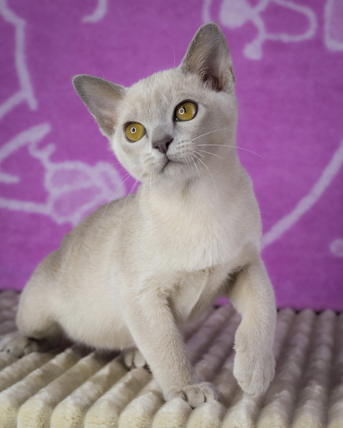 Прекрасная бурманская кошечка сидит и смотрит из своей кроватки, показывая какой у неё замечательный бурманский характер и шоколадный окрас.