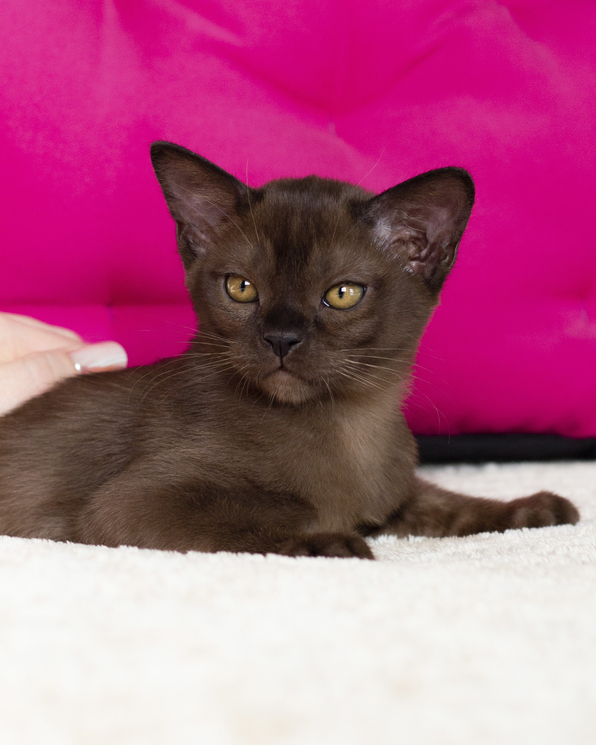 Котенок европейская бурма из питомника BURHOUSE. Бурманский котенок окрас соболь.