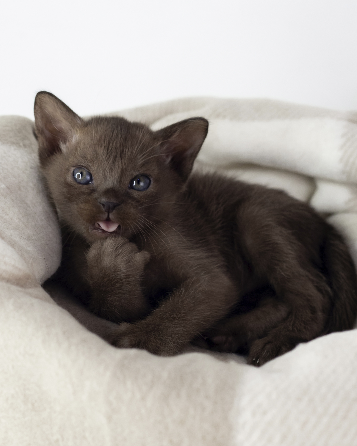 Котенок европейская бурма из питомника BURHOUSE. Бурманский котенок окрас соболь.